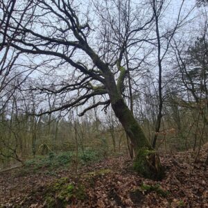 Wald Neuschönningstedt